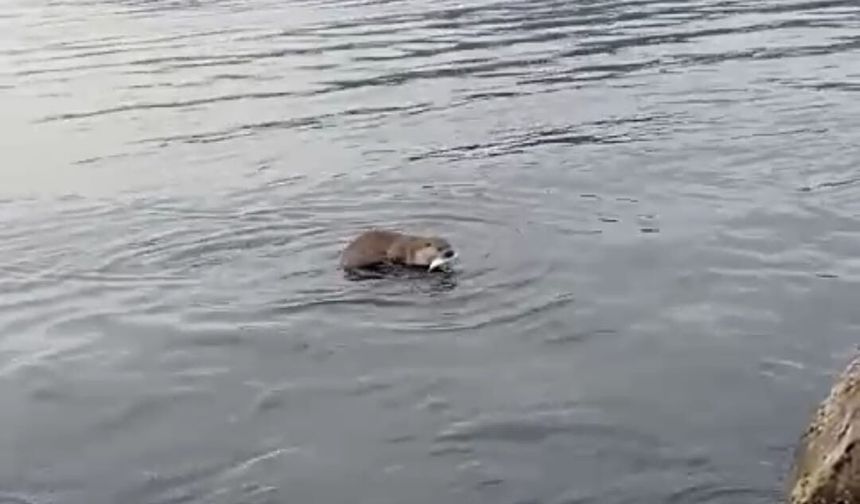 Bir anda yakaladı… Sonra da!...