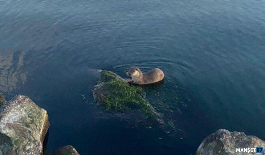 Oyuncu ve acıkan su samurları kameraya yansıdı...