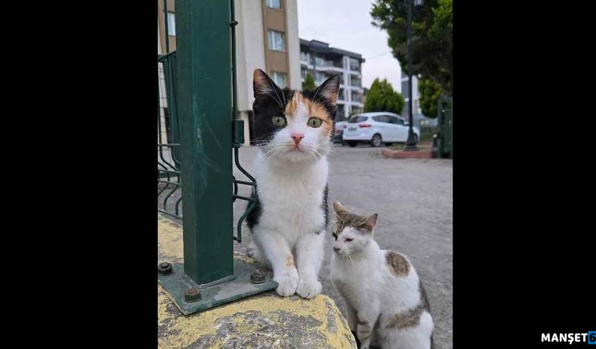 Balık ağı ile alıp!... Yeni anne oldu… İşte o paylaşım…