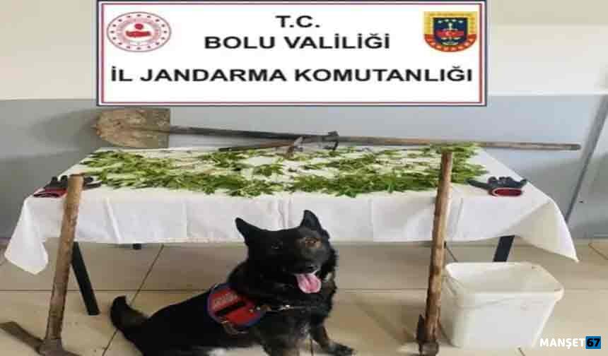K*nevir eken şüpheli tutuklandı…
