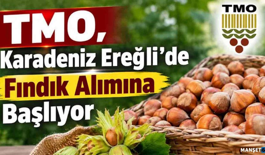 Yalman açıkladı.... TMO fındık alımına başladı...
