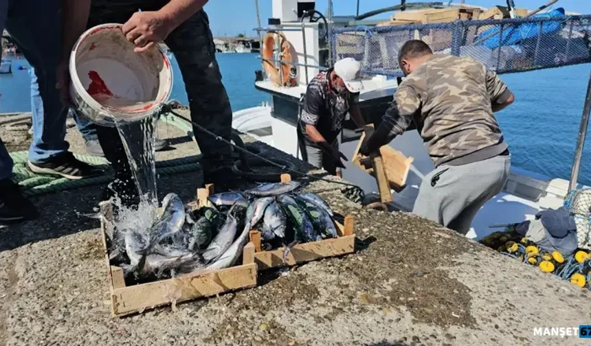 Denizde palamut bolluğu… 50 ton ile döndüler…